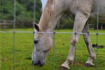 Horse Netting