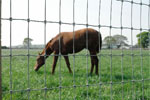 Equestrian Fencing