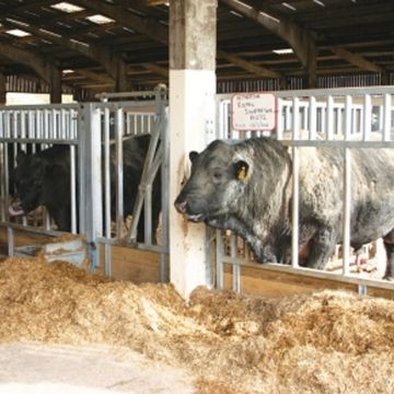 Bull pen