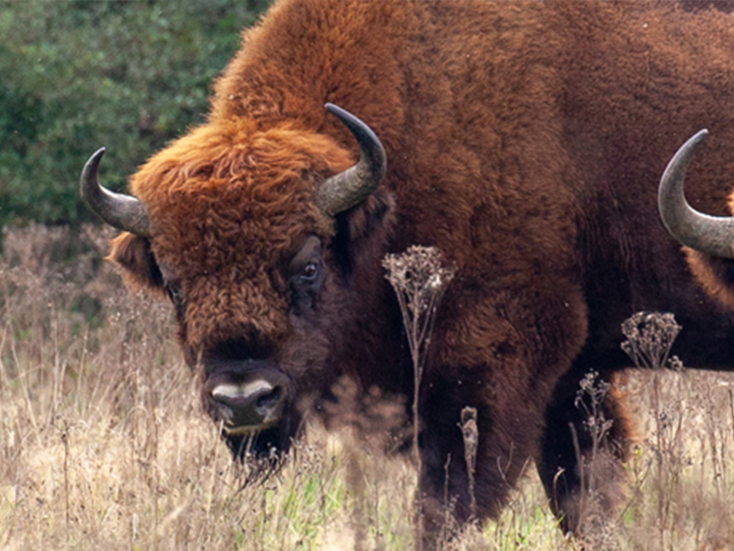 Flagship Wilding Project Case Study