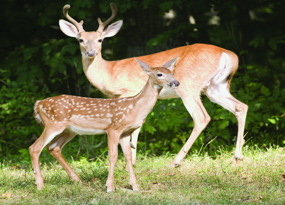 X™ Fence® – The Ultimate Solution In Deer Management