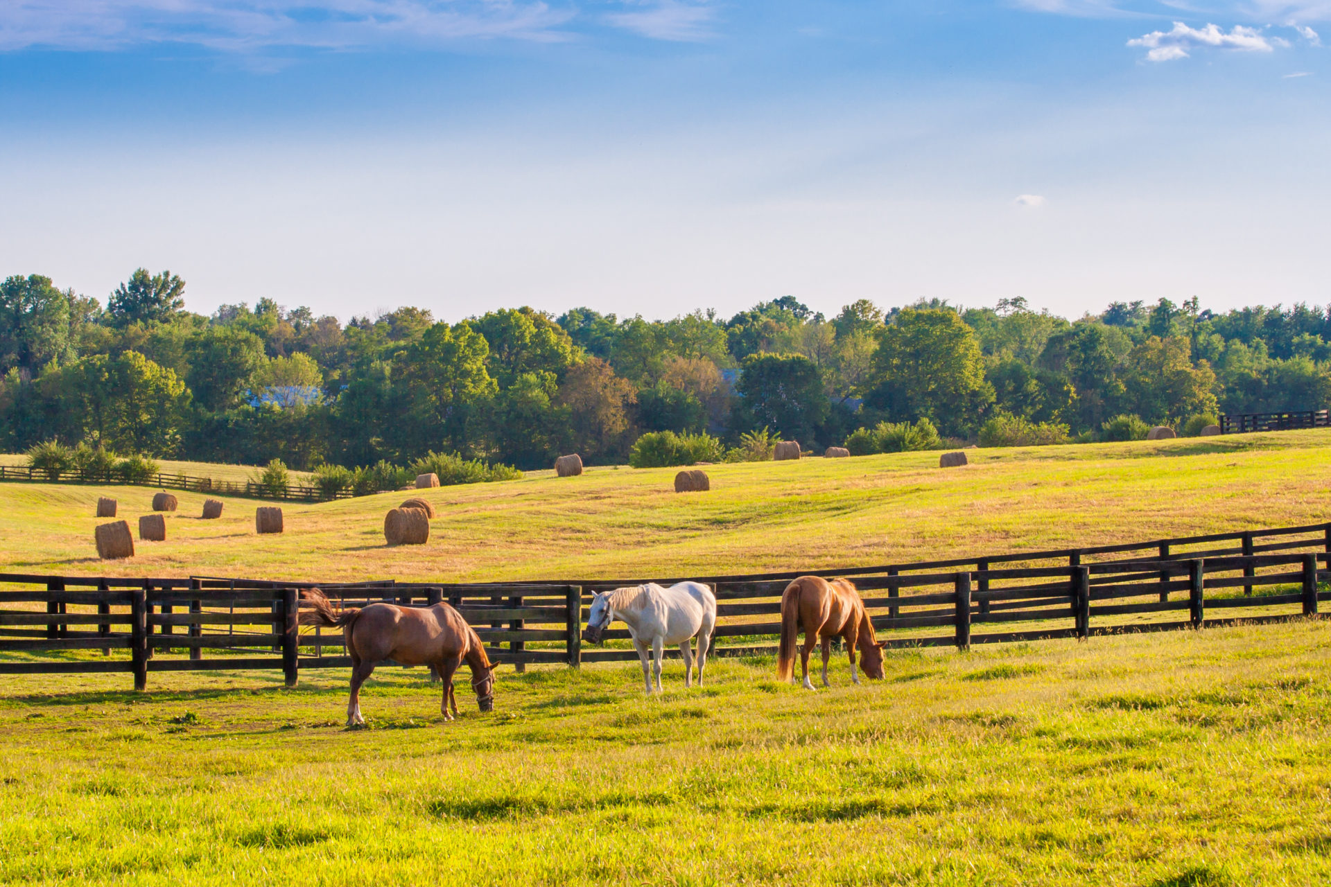 Securing your future &#8211; Different styles of fencing