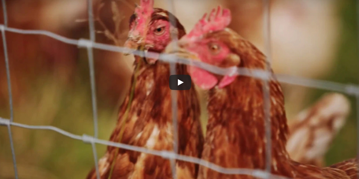 Clipex Chicken Farm