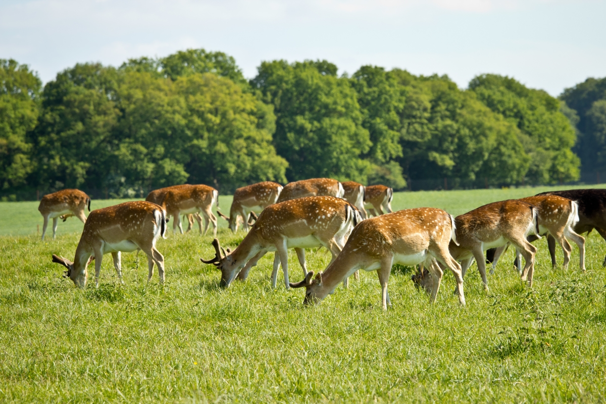 &#8220;It&#8217;s a great product!&#8221; &#8211; Deer containment fence in Cornwall