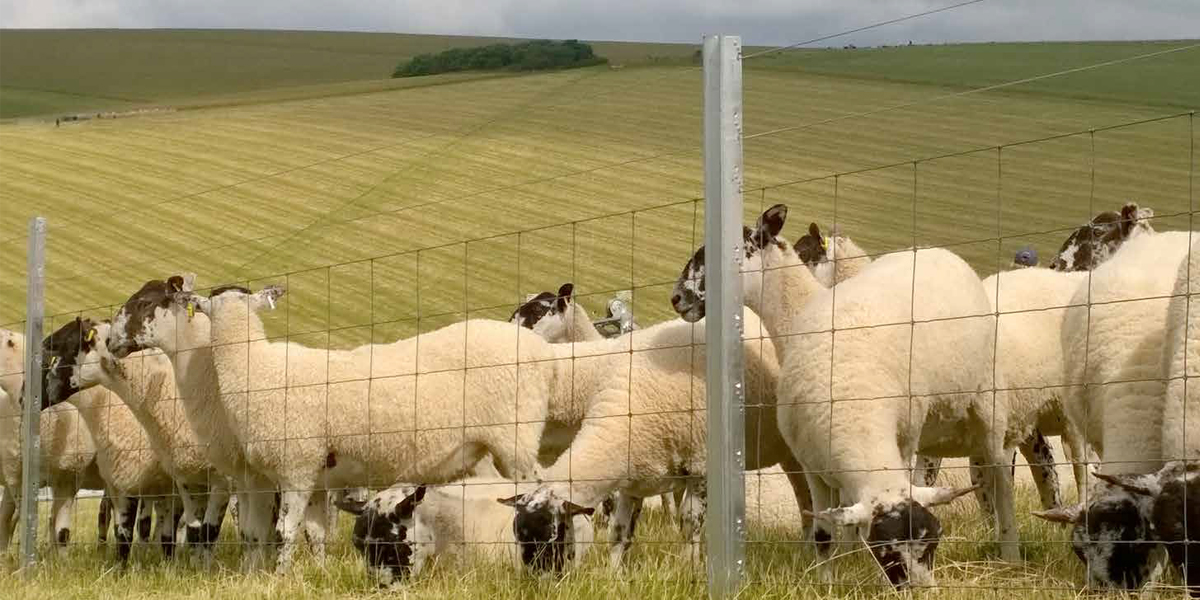 Sheep Fence &#8211; Triple X Fencing