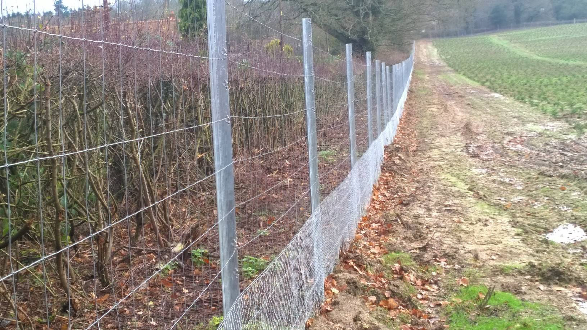 Tree Plantation Deer Protection &#8211; X Fence Fencing