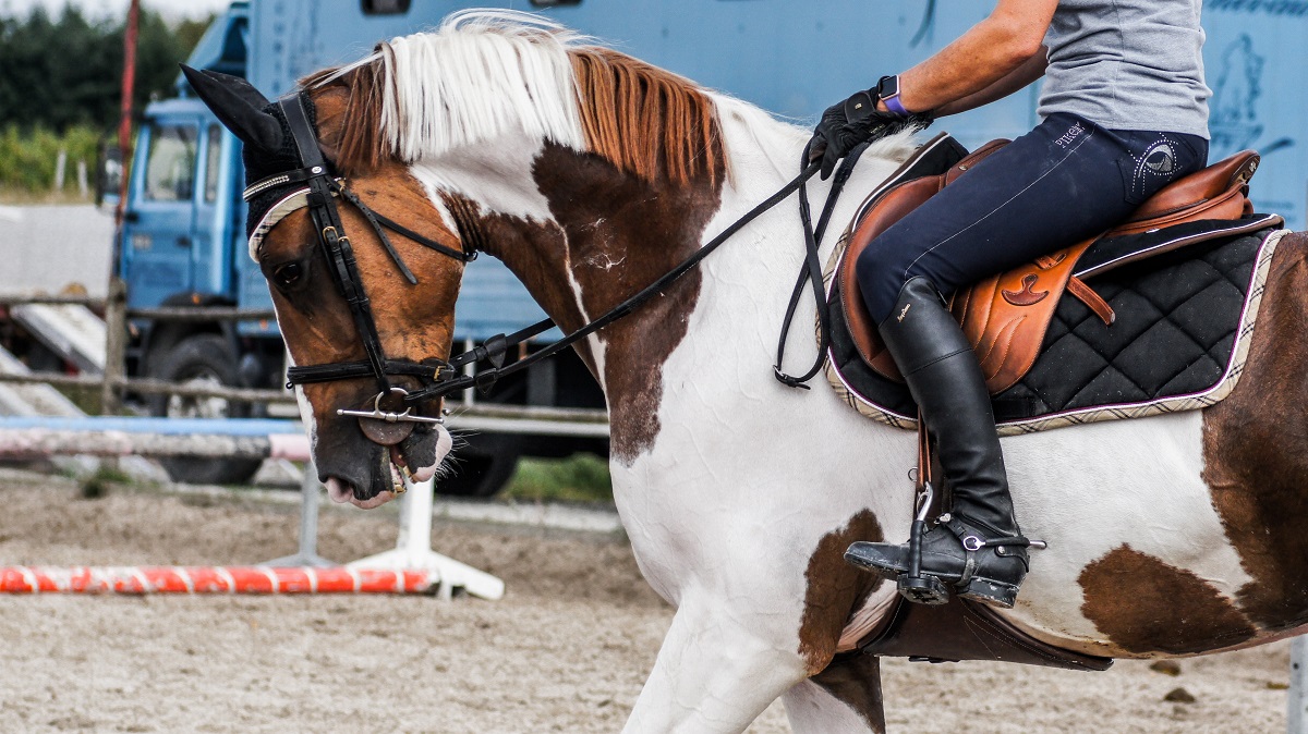 How to Construct a Horse Riding Arena?