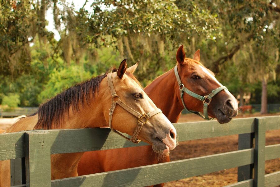 Fence for horse riding arenas