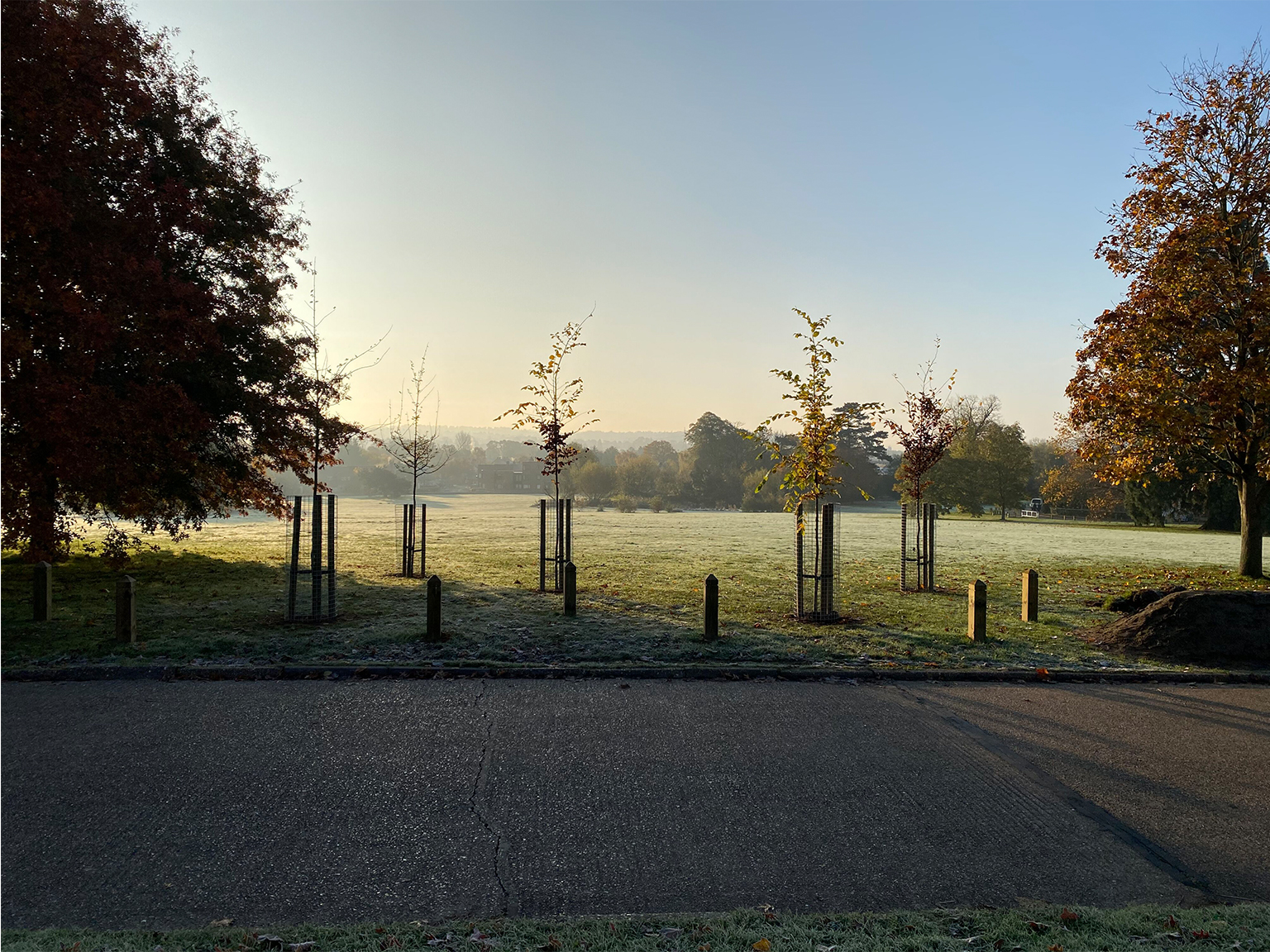 Tree Guards