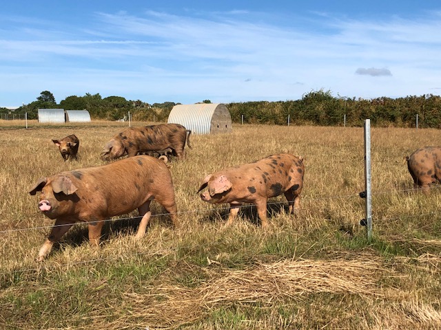 Pasture Management