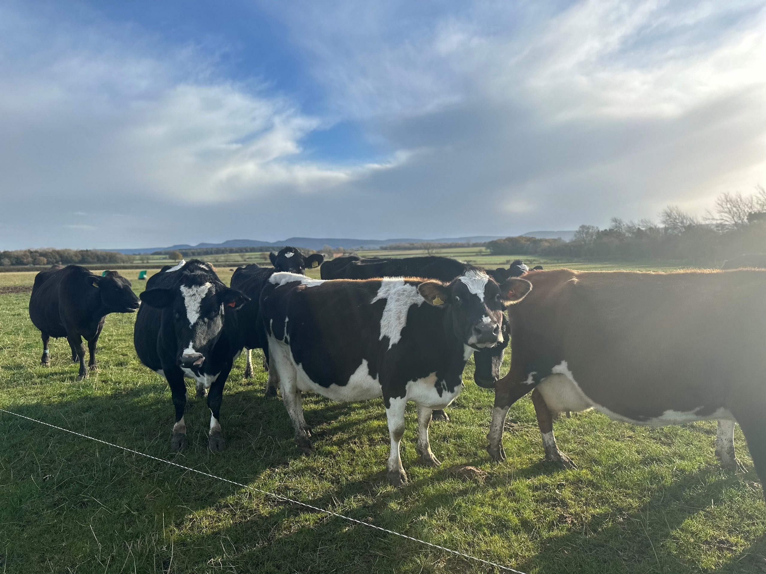 Clipex Fencing &#8211; Maximising Grazing Efficiency